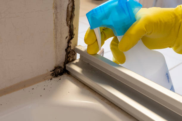 Best Office Mold Removal Services  in Bard College, NY