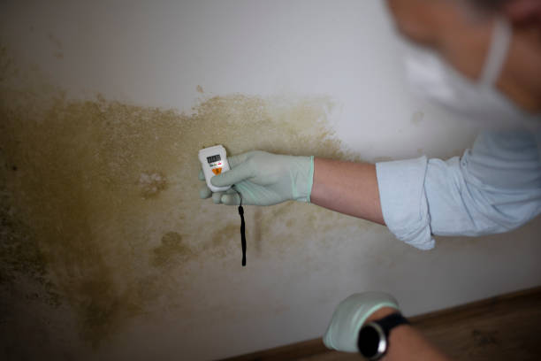Best Local Mold Removal Service  in Bard College, NY
