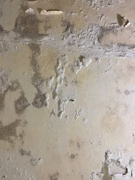 Best Mold Testing  in Bard College, NY